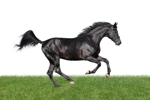 Galopujący koń w trawie na tle — Zdjęcie stockowe