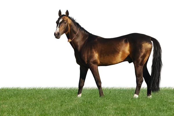 Golden akhal-teke caballo aislado en whit —  Fotos de Stock