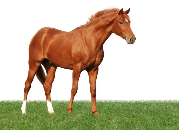 Каштановый конь на траве, изолированный на белом — стоковое фото