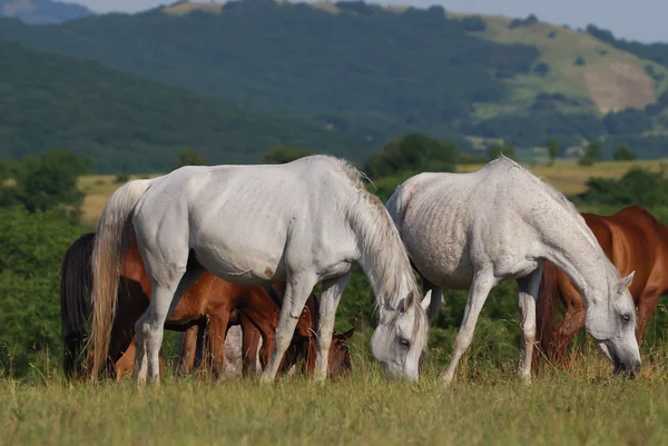 Arabian kawanan di padang rumput — Stok Foto