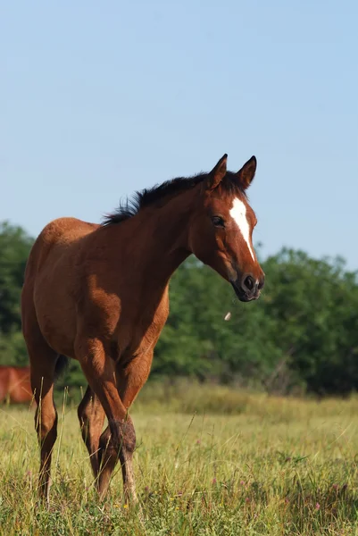 Arabian foal — Stock Photo, Image