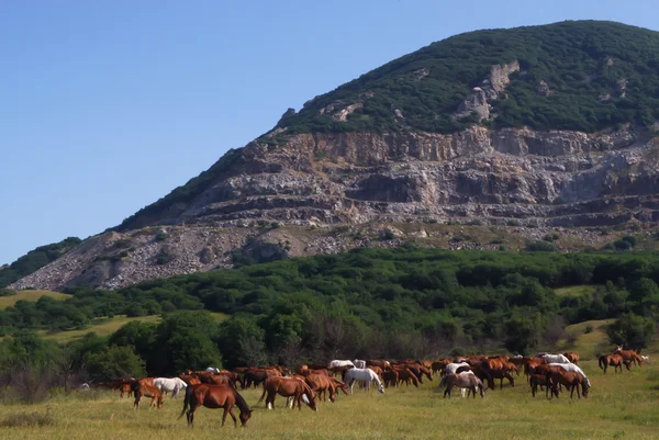 stock image Arabian herd on pasture