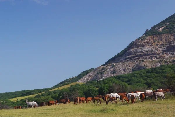 stock image Arabian herd on pasture