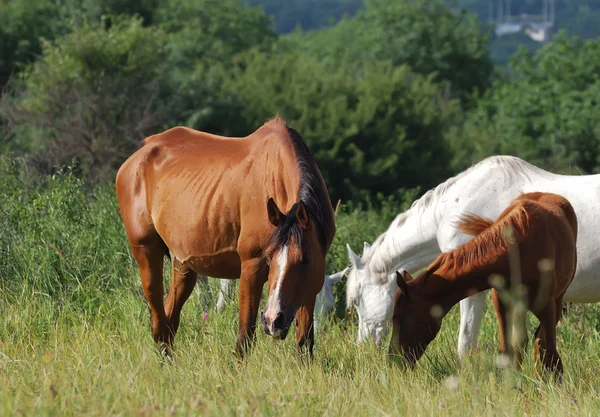 Arabian herd on pasture — Stock Photo, Image
