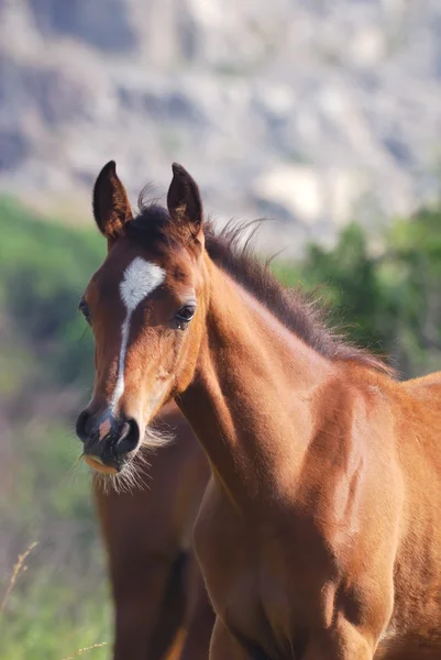 Foal árabe — Foto de Stock
