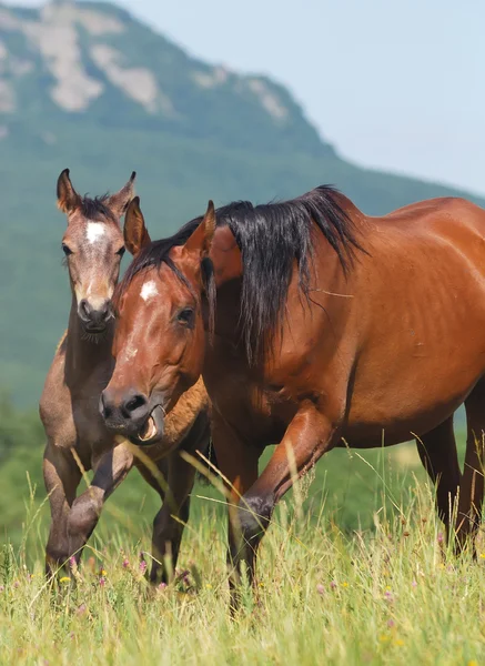 アラビア馬と子馬 — ストック写真
