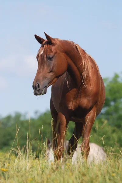 Arabian cal — Fotografie, imagine de stoc