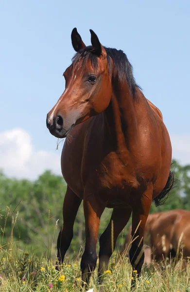 Арабський кінь — стокове фото