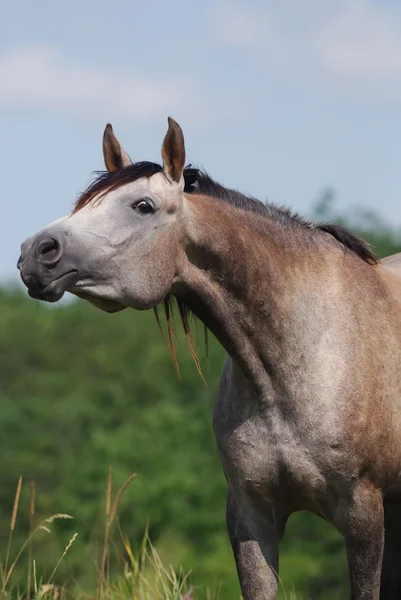 Arabisk häst — Stockfoto