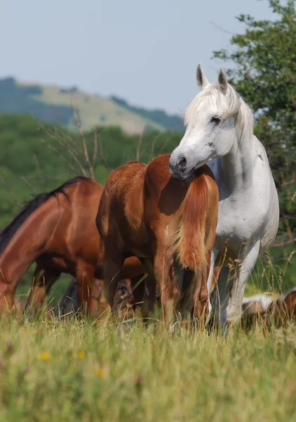 Стадо арабських коней — стокове фото