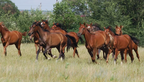 Стадо foals — стокове фото