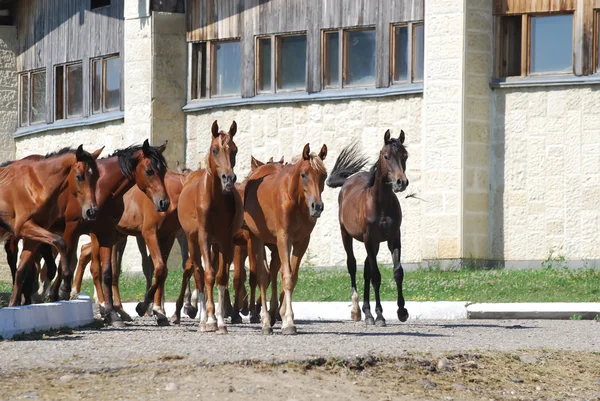 stock image Herd of arabian foals