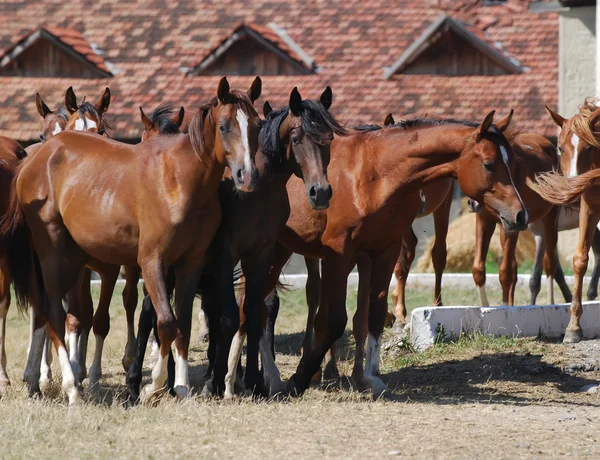Herd of arabian foals — Stock Photo, Image