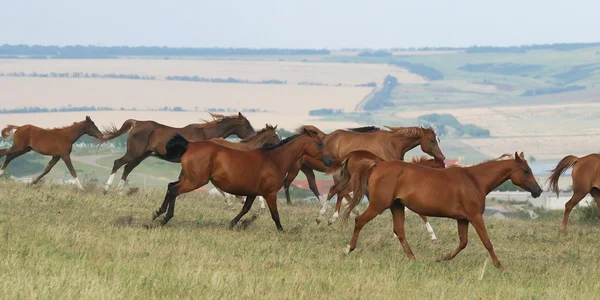 Herd of arabian horses — Stock Photo, Image
