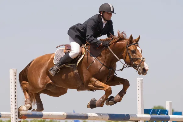 Horse jumping show Stock Image