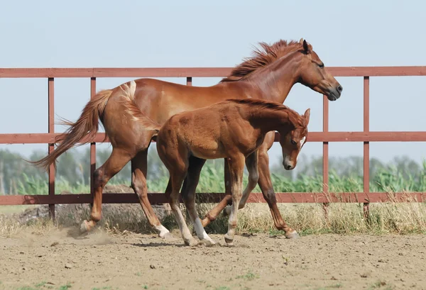 栗の馬と子馬 ロイヤリティフリーのストック写真
