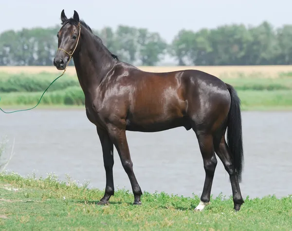 Joven caballo trakehner marrón oscuro Imagen de stock