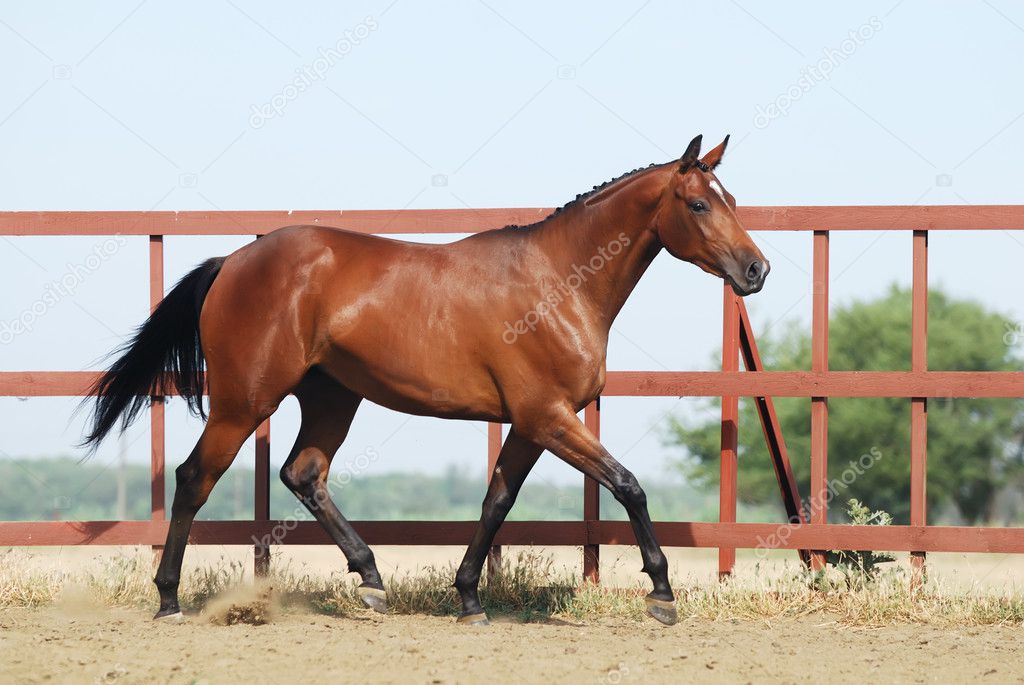 Young brown trakehner horse