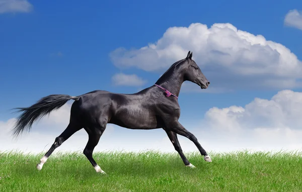 Wunderschönes akhal-teke Pferd — Stockfoto