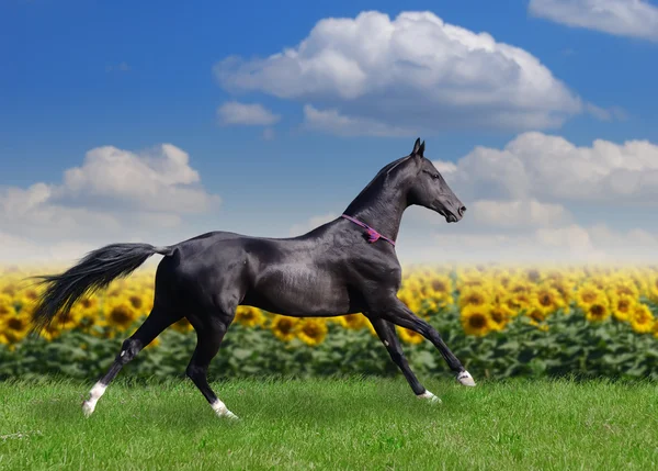 Wunderschönes akhal-teke Pferd — Stockfoto