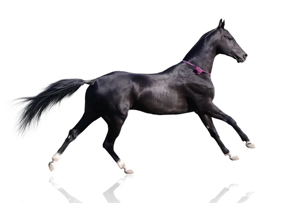 Belo cavalo akhal-teke isolado em w — Fotografia de Stock