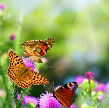 Butterflies on flowers clipart