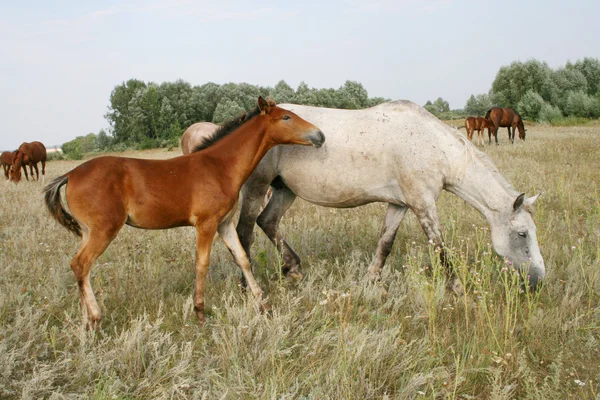 Cavalo e potro — Fotografia de Stock