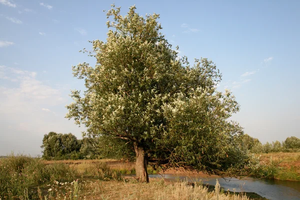 stock image Green tree