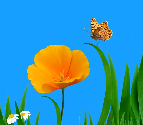 Farfalle sui fiori — Foto Stock