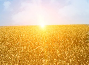 Golden wheat clipart