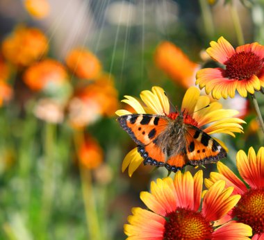 Butterflies on flowers clipart