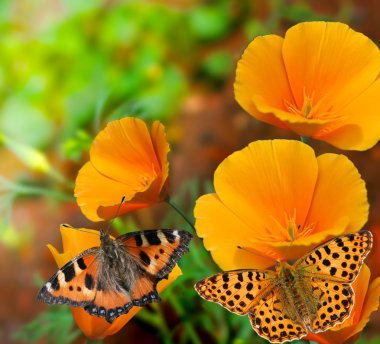 Butterflies on flowers clipart