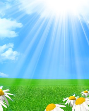 Field of daisies clipart