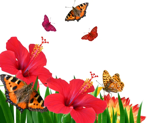 Kelebekler çiçek — Stok fotoğraf