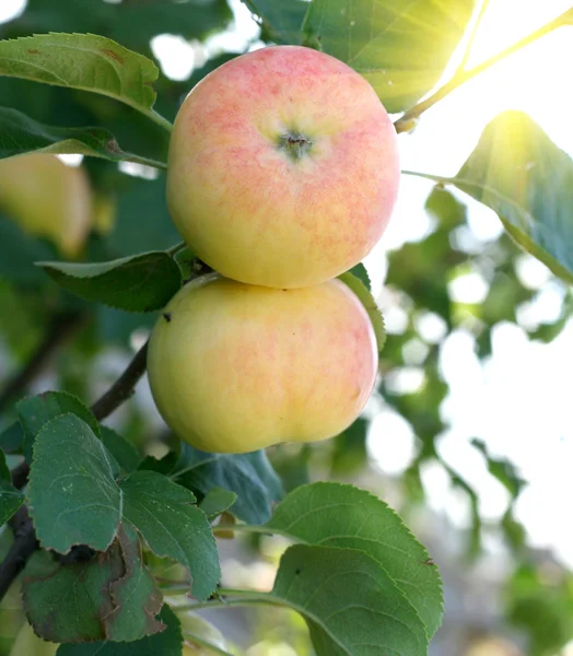 Branch with apples — Stock Photo, Image