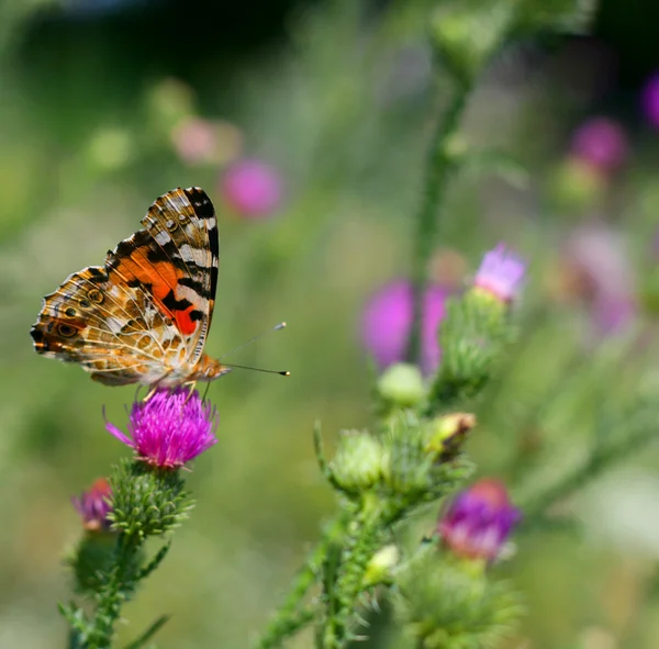 Бабочки на цветах — стоковое фото