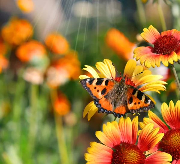 Метеликів на квіти — стокове фото