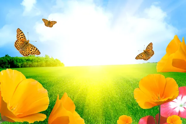 Fjärilar på blommor — Stockfoto