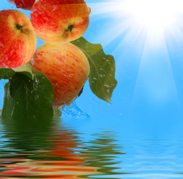 Bir daldaki elmalar — Stok fotoğraf