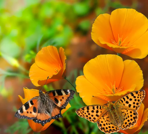 Πεταλούδες στα λουλούδια — Φωτογραφία Αρχείου