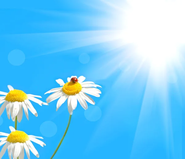 Lieveheersbeestje op daisy — Stockfoto