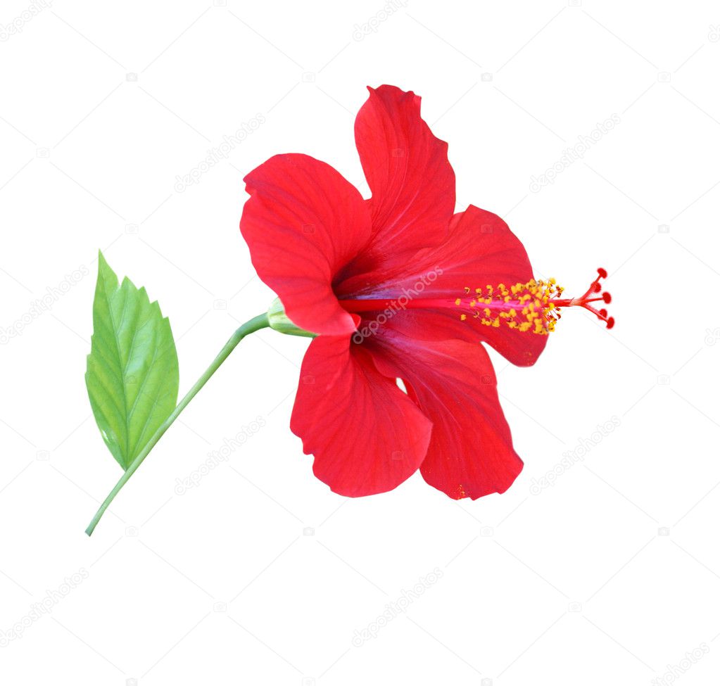 Red hibiscus isolated on the white backg
