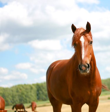 Portrait of beautiful horse clipart