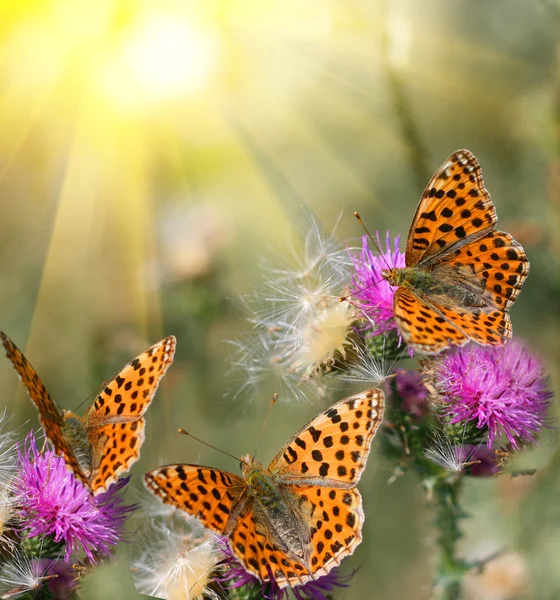 Butterflies on flowers — Stock Photo, Image
