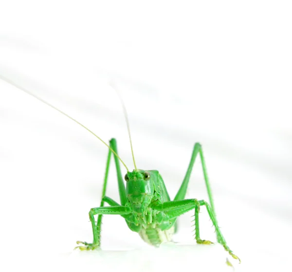Isolated green grasshopper — Stock Photo, Image