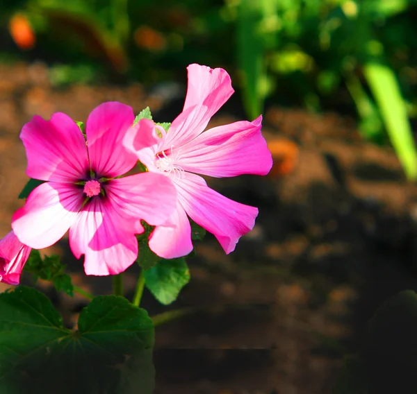 Roze bloemen — Stockfoto