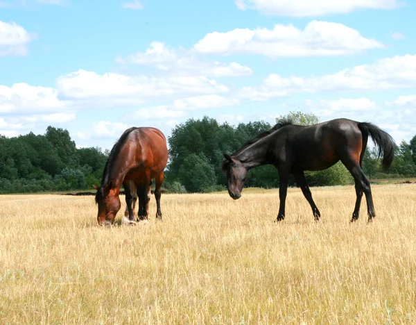 Twee paarden in een weide — Stockfoto