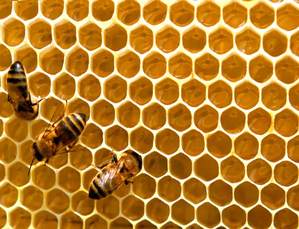 Honey comb and a bee working Royalty Free Stock Photos