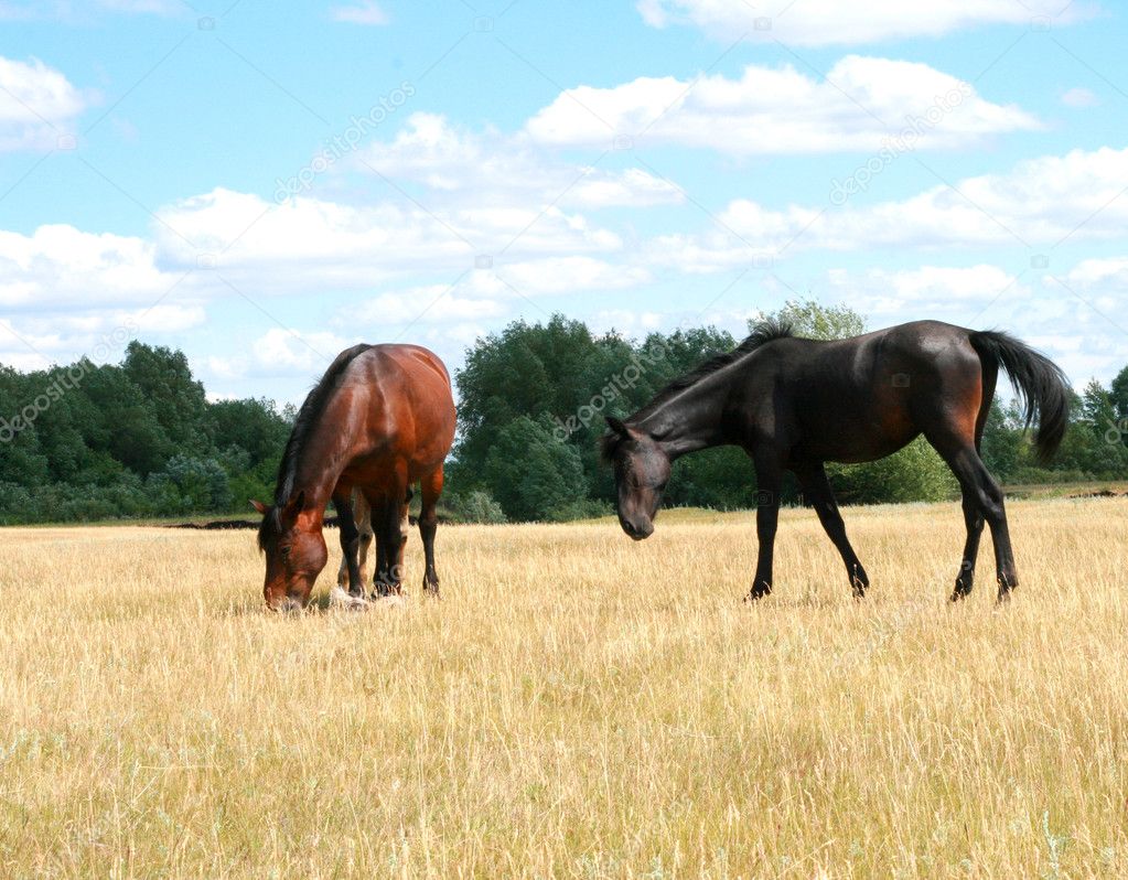 Two horses in a meadow
