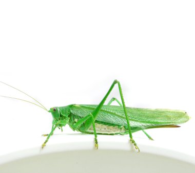 Isolated green grasshopper clipart